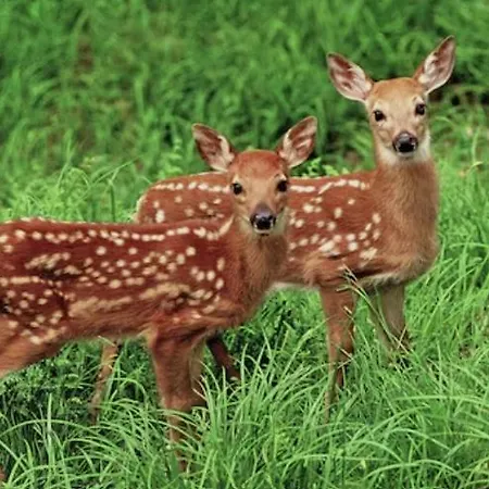 Elena Apartman Caramanico Terme